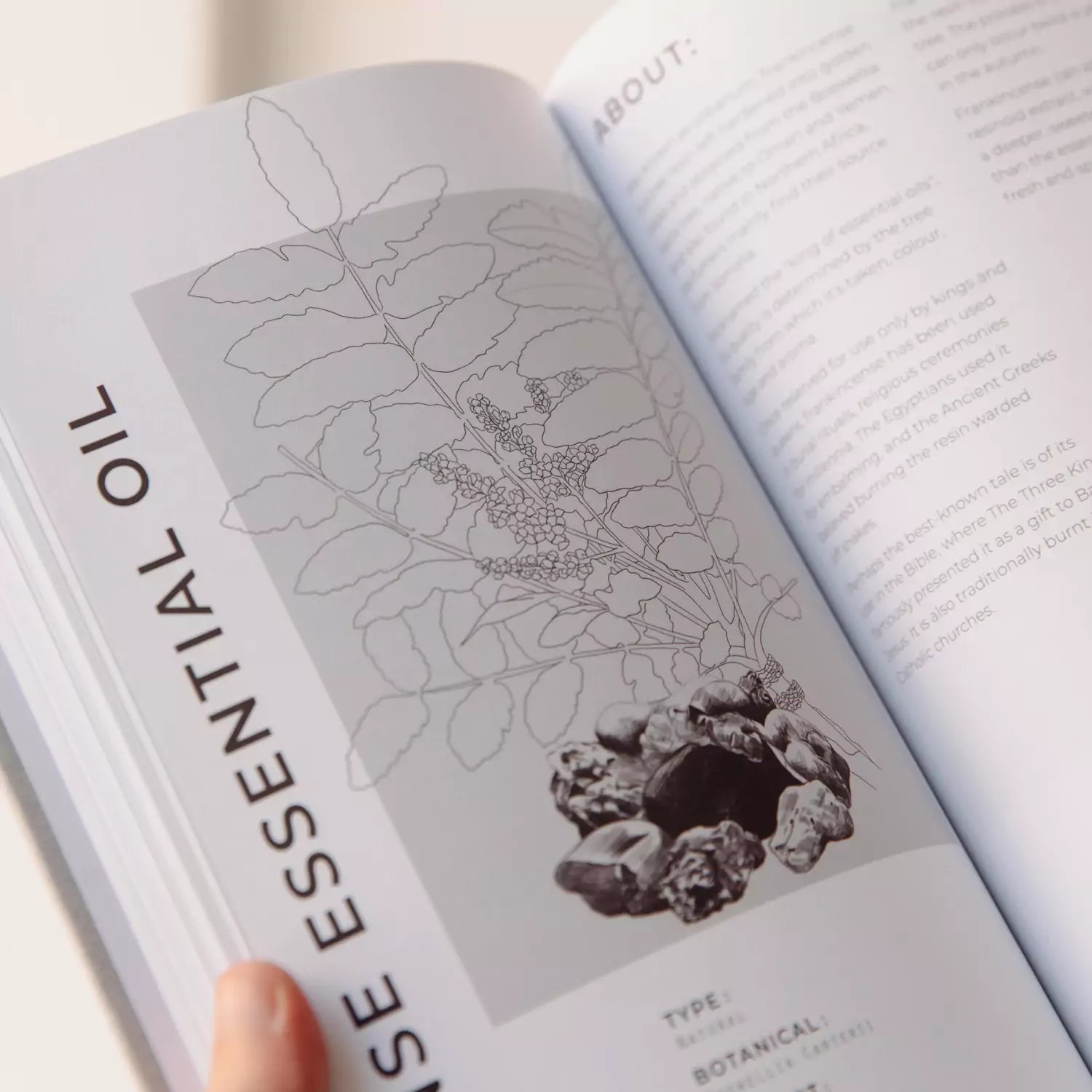 Perfumer's Handbook